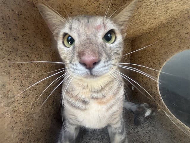 Foothill - Domestic Short Hair