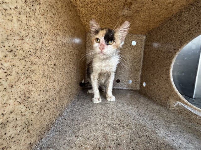 Unknown - Domestic Short Hair