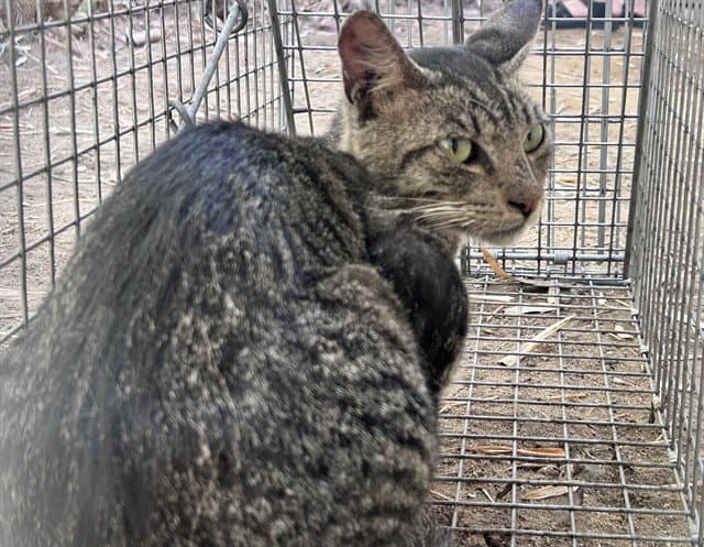 Chestnut - Domestic Short Hair