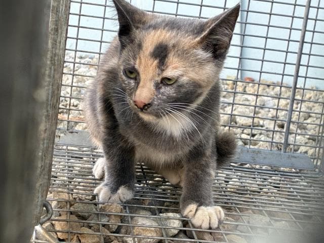 Foothill - Domestic Short Hair