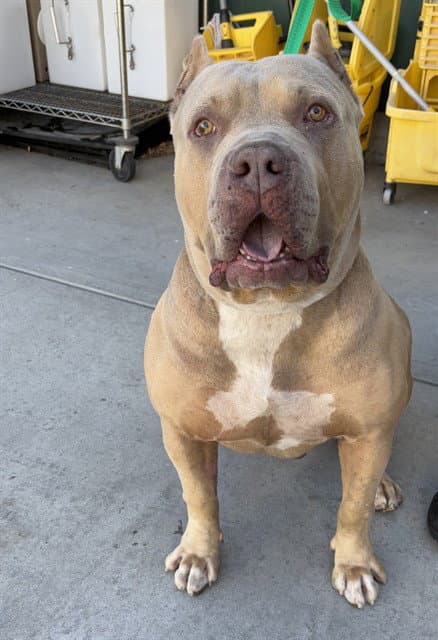 Unknown - American Bulldog