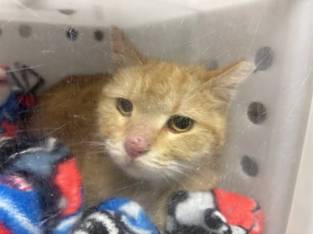 Unknown - Domestic Short Hair