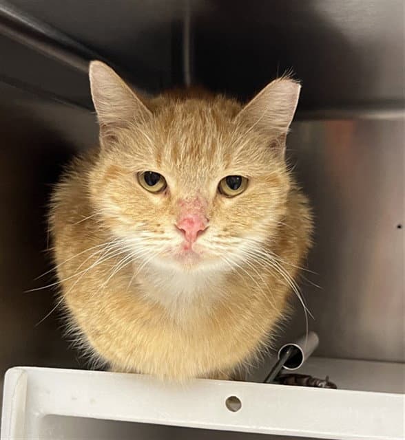 Unknown - Domestic Short Hair