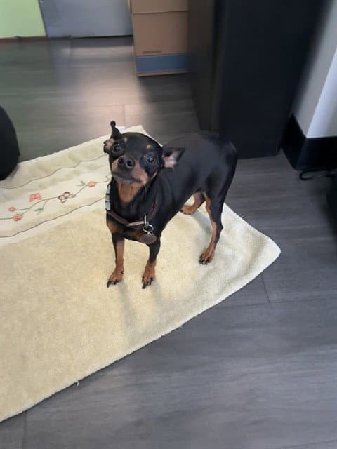 Penny Lane - Miniature Pinscher