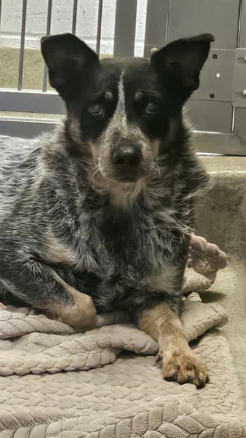 Unknown - Australian Cattle Dog/Blue Heeler