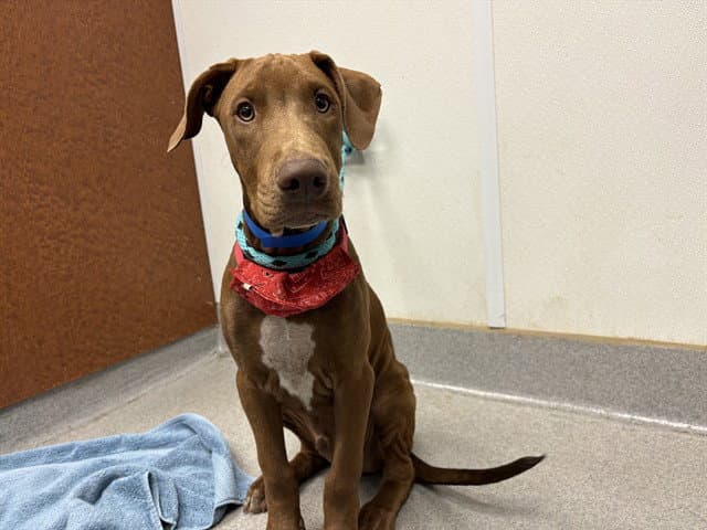 Unknown - Doberman Pinscher