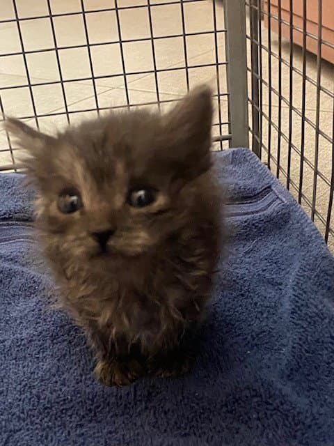 Unknown - Domestic Medium Hair