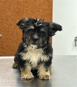 Gizmo image 1