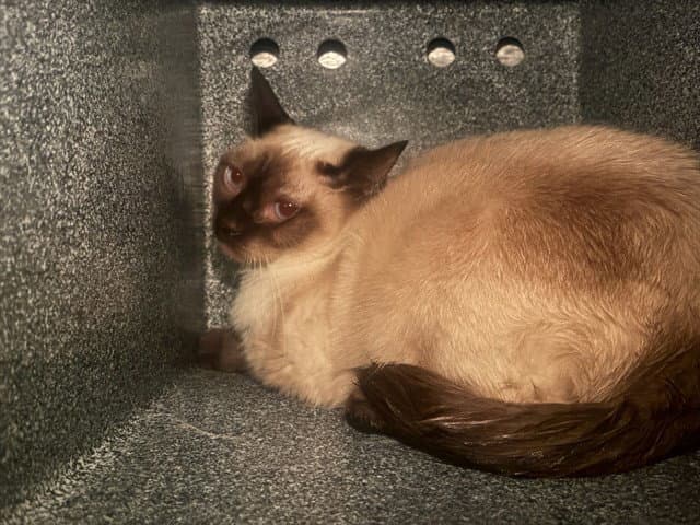 Tammy - Siamese
