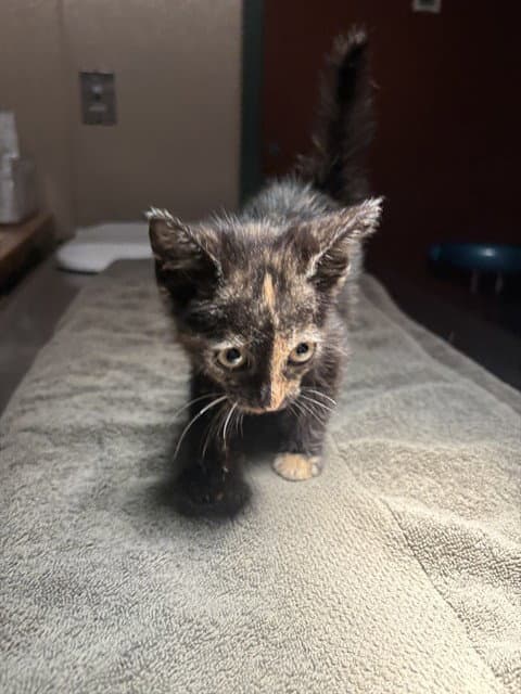 Miss Cali - Domestic Short Hair