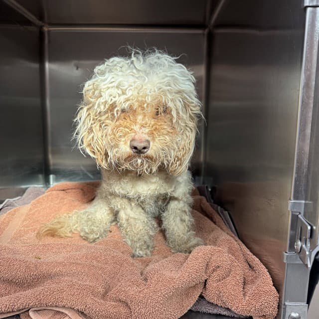 Unknown - Poodle (Toy)