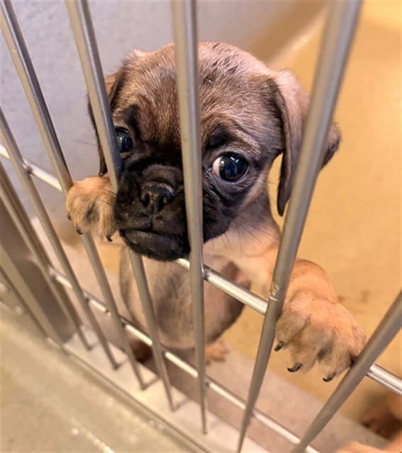 Dumpling - Pug