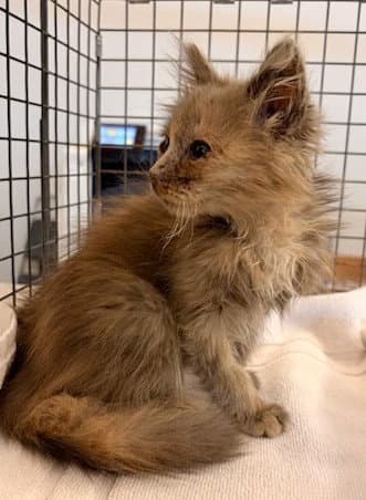 Unknown - Domestic Medium Hair