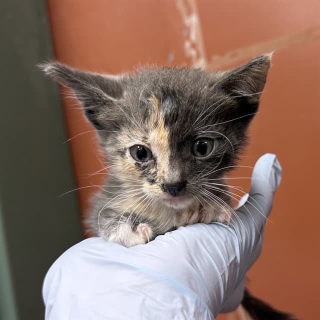Unknown - Domestic Short Hair