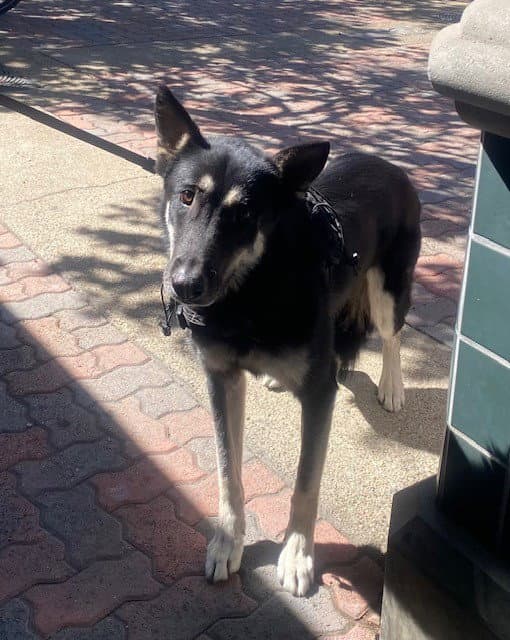 Unknown - German Shepherd Dog
