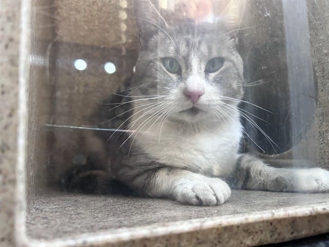 Gary - Domestic Short Hair