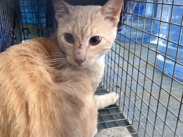 Foothill - Domestic Short Hair