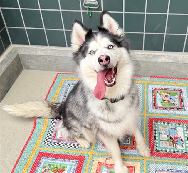 Winter - Husky
