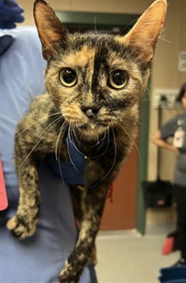 Jadeite - Domestic Short Hair