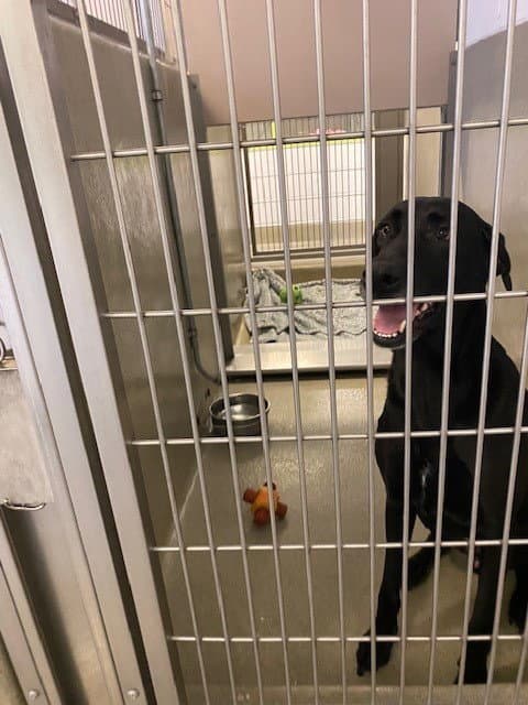 Oso Libre - Labrador Retriever