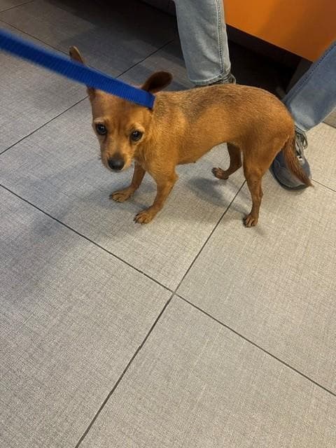 Unknown - Chihuahua