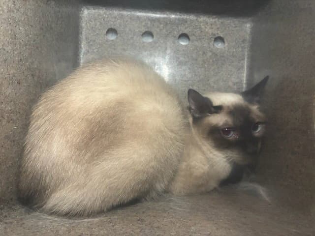 Jasmine - Siamese