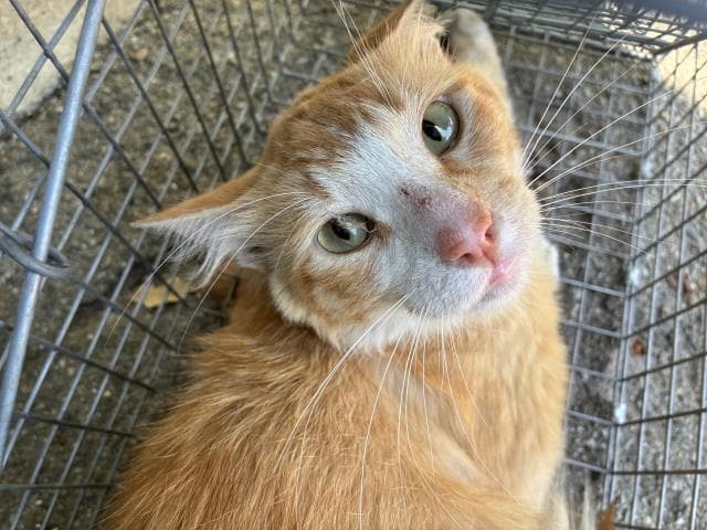 Base Line - Domestic Medium Hair