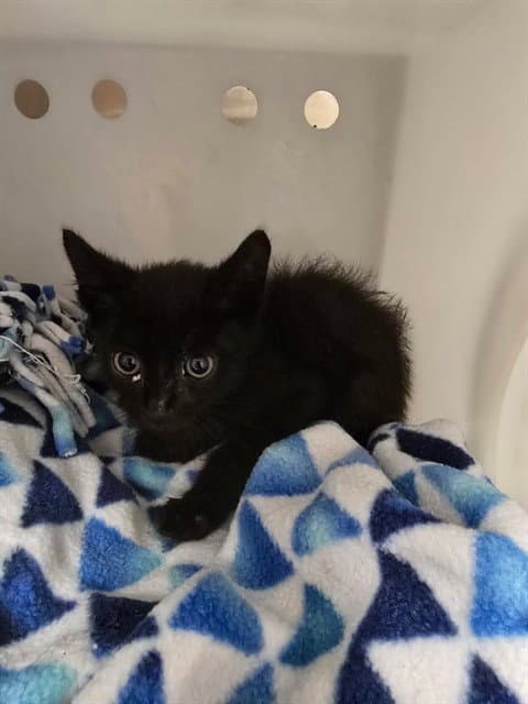Friend - Domestic Short Hair