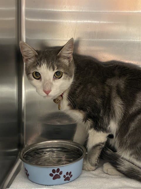 Unknown - Domestic Short Hair