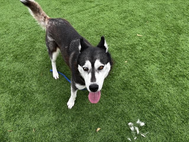 Honey - Siberian Husky