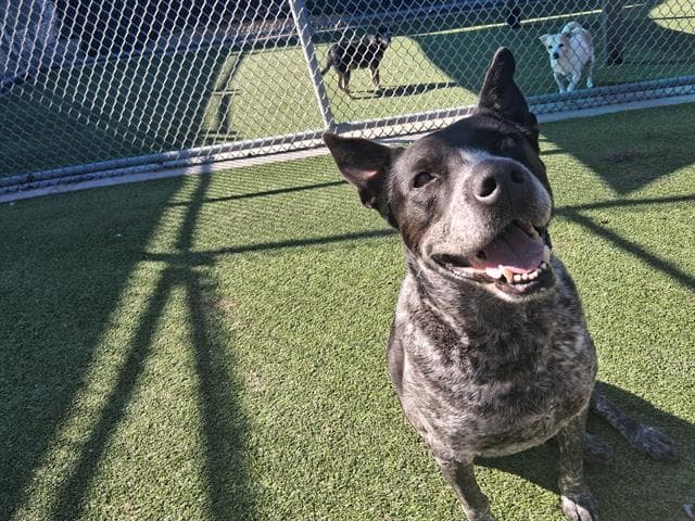 Harley - Australian Cattle Dog/Blue Heeler