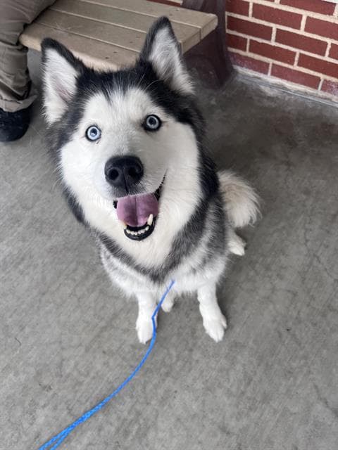 Sky - Siberian Husky