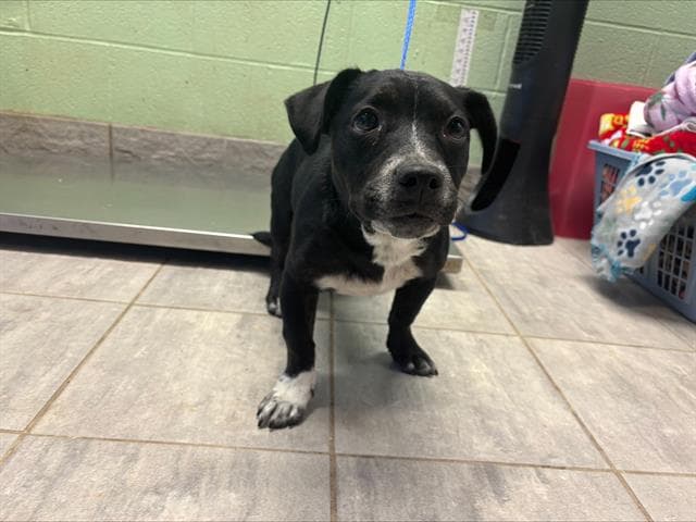 Cedar - American Staffordshire Terrier