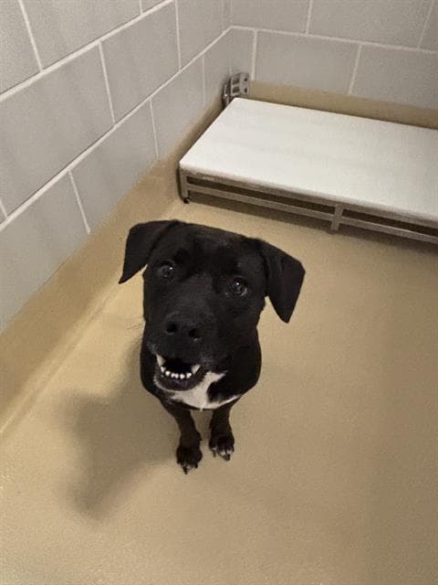 Maple - American Staffordshire Terrier