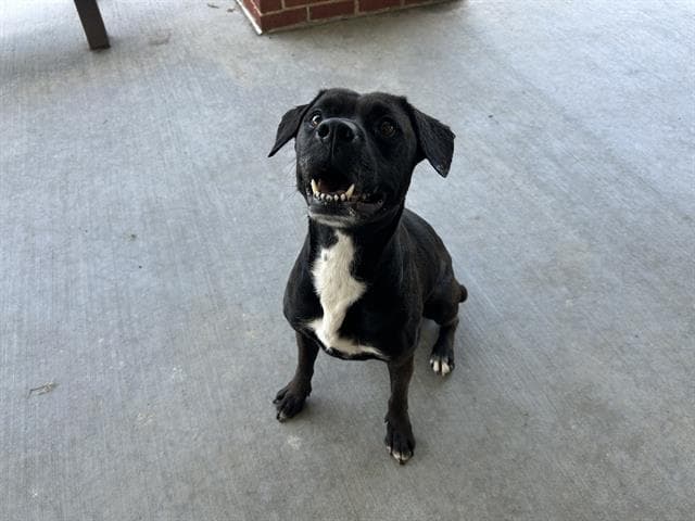 Maple - American Staffordshire Terrier