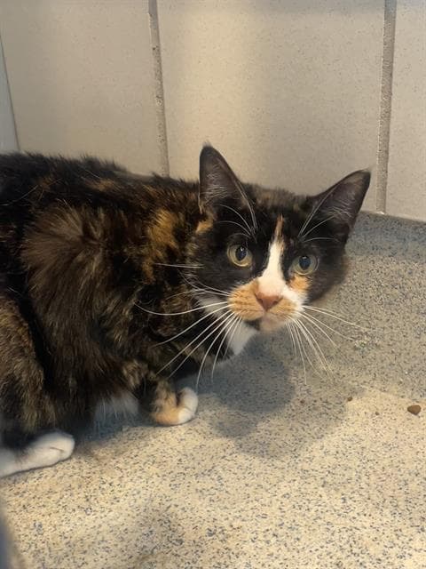 Chloe - Domestic Short Hair