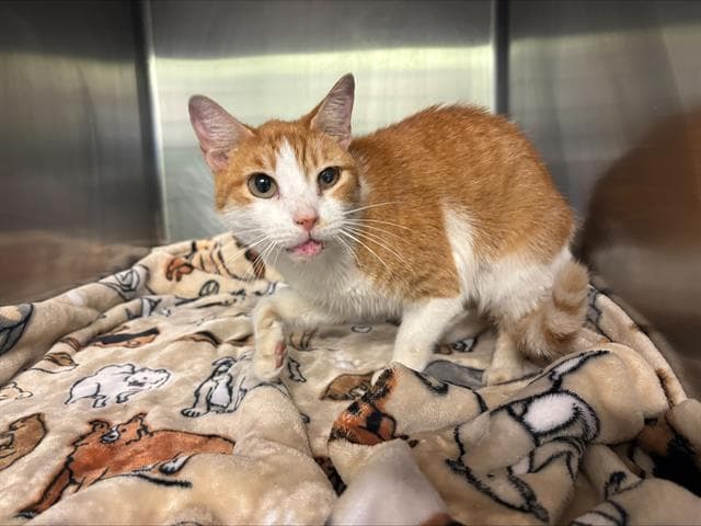 Sunny - Domestic Short Hair