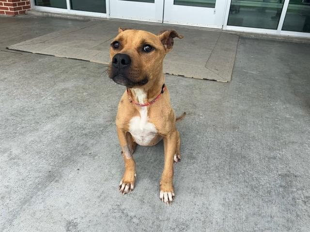 Thumper - American Staffordshire Terrier