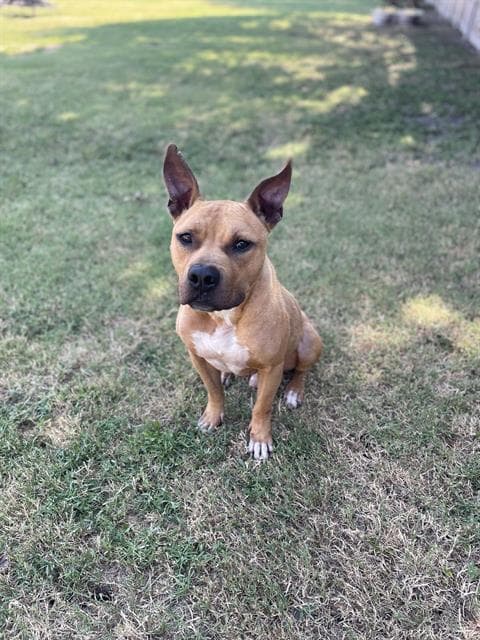 Thumper - American Staffordshire Terrier