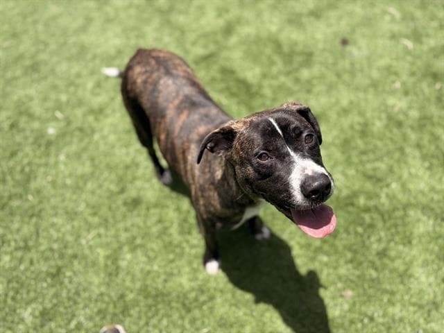 Sparkle - American Staffordshire Terrier