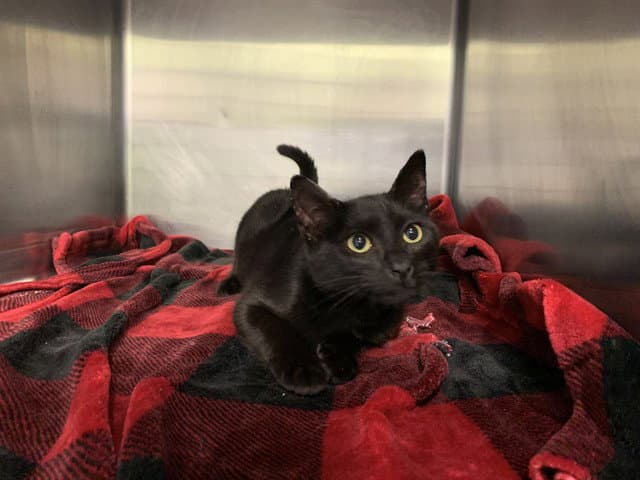 Storm - Domestic Short Hair
