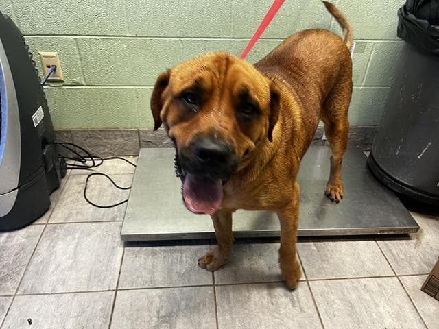 King - Mastiff