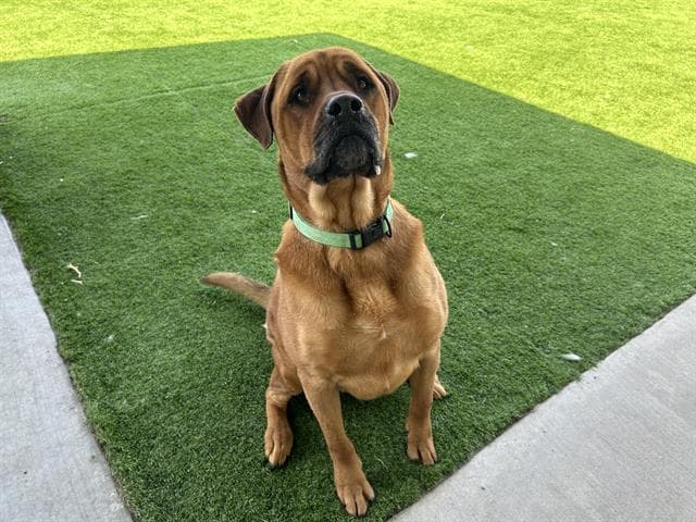 King - Mastiff