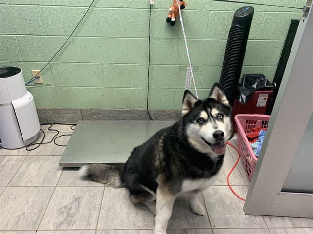 Kiera - Siberian Husky