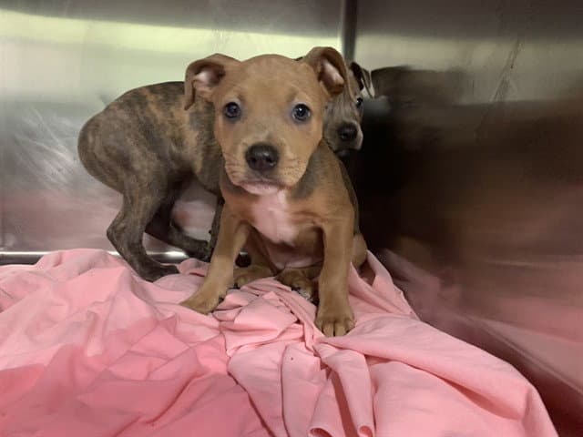 Grace - American Staffordshire Terrier