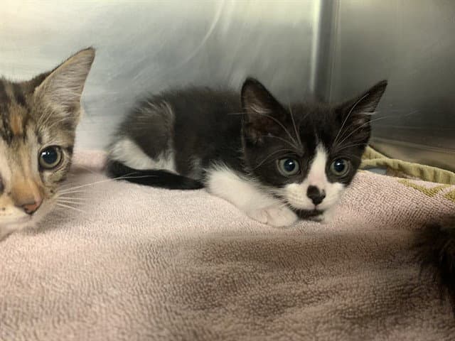 Unknown - Domestic Short Hair