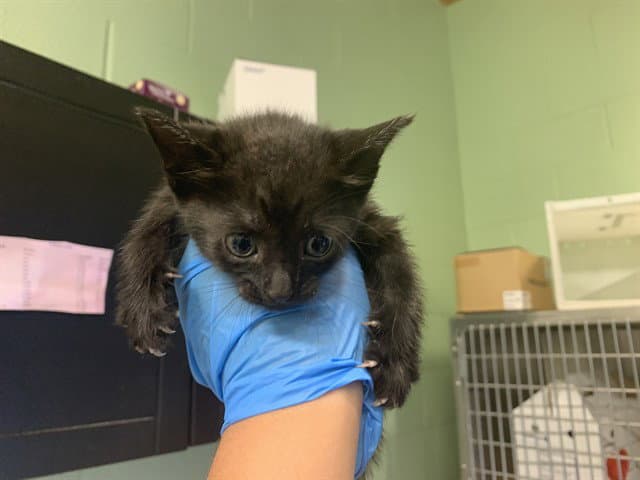 Frito - Domestic Short Hair