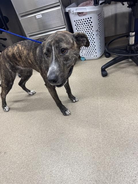 Wilma - American Staffordshire Terrier