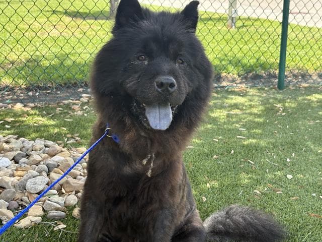 Dumpling - Chow Chow