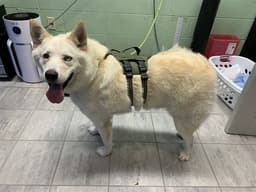 Inu image 1